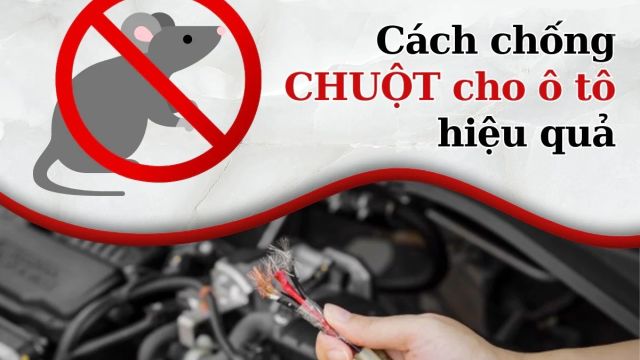 Top 8 cách chống chuột vào ô tô hiệu quả nhất 2023